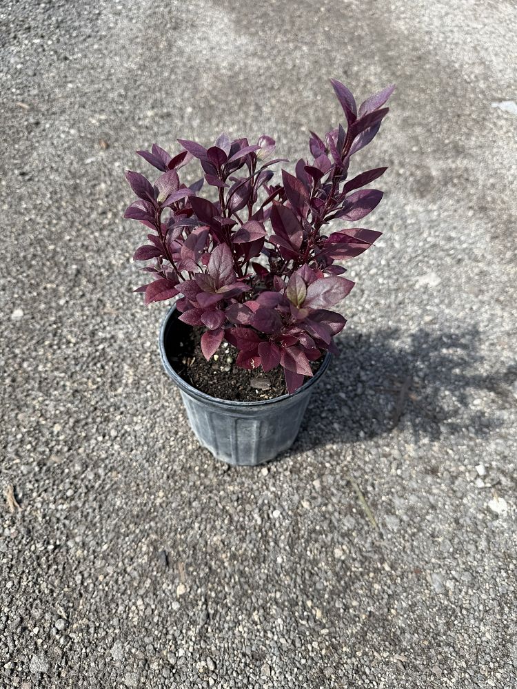 alternanthera-dentata-little-ruby-joseph-s-coat-joyweed