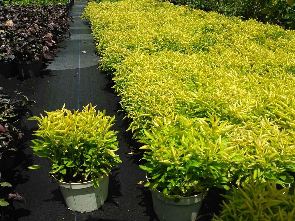 alternanthera-ficoidea-joseph-s-coat-joyweed