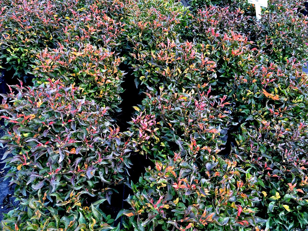 alternanthera-ficoidea-red-carpet-calico-plant-parrot-leaf-joseph-s-coat