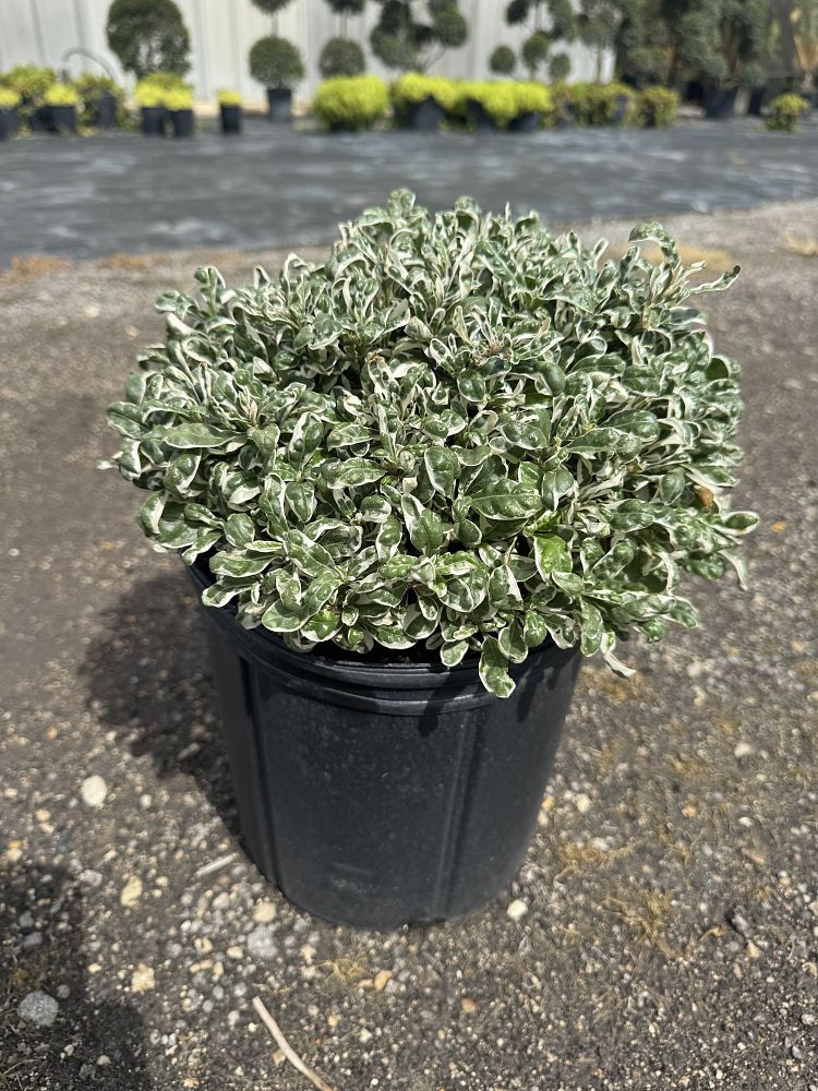 alternanthera-ficoidea-snow-queen-calico-plant-parrot-leaf-joseph-s-coat