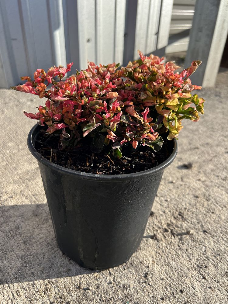 alternanthera-ficoidea-watermelon