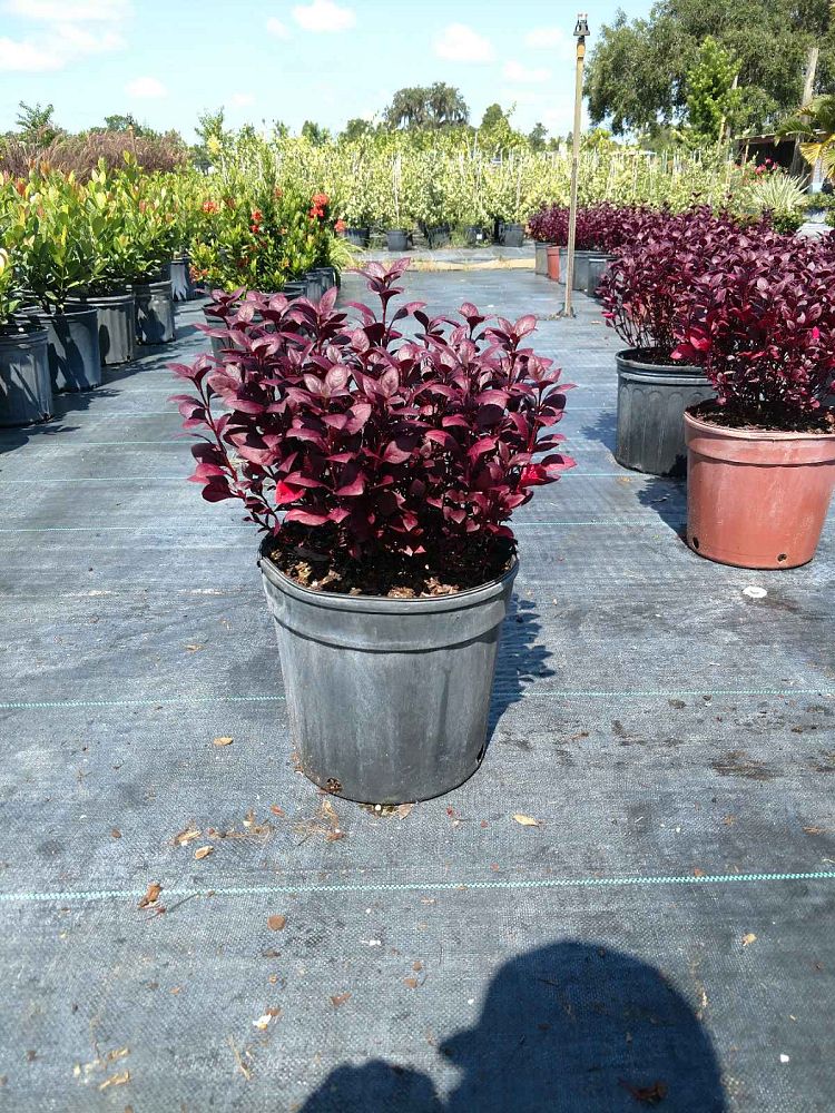 alternanthera-joseph-s-coat-joyweed