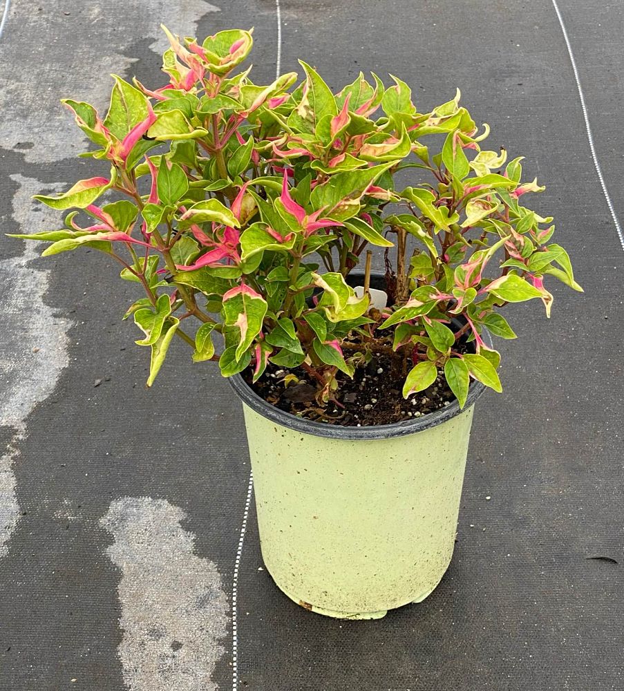 alternanthera-joseph-s-coat-joyweed