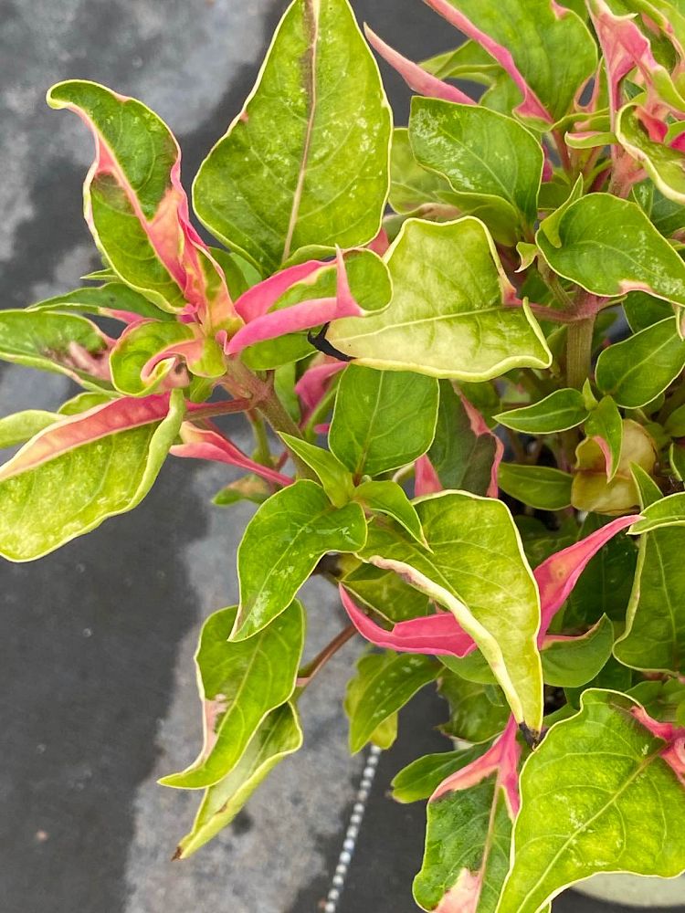 alternanthera-joseph-s-coat-joyweed