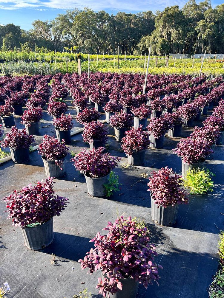 alternanthera-joseph-s-coat-joyweed