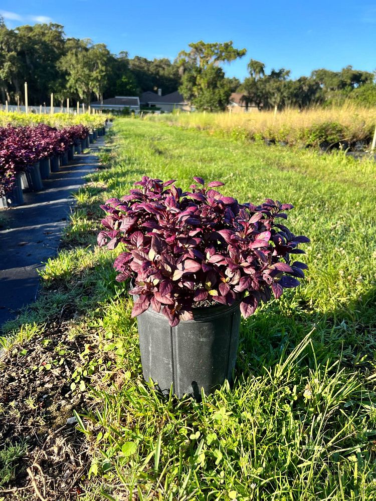 alternanthera-joseph-s-coat-joyweed