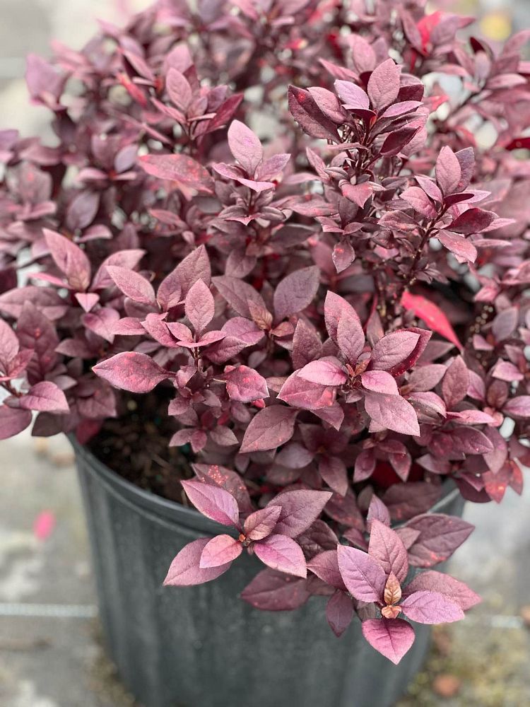 alternanthera-joseph-s-coat-joyweed
