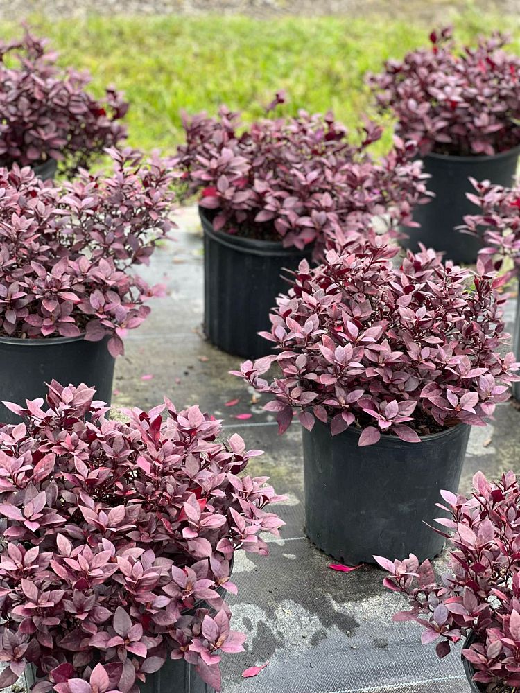 alternanthera-joseph-s-coat-joyweed