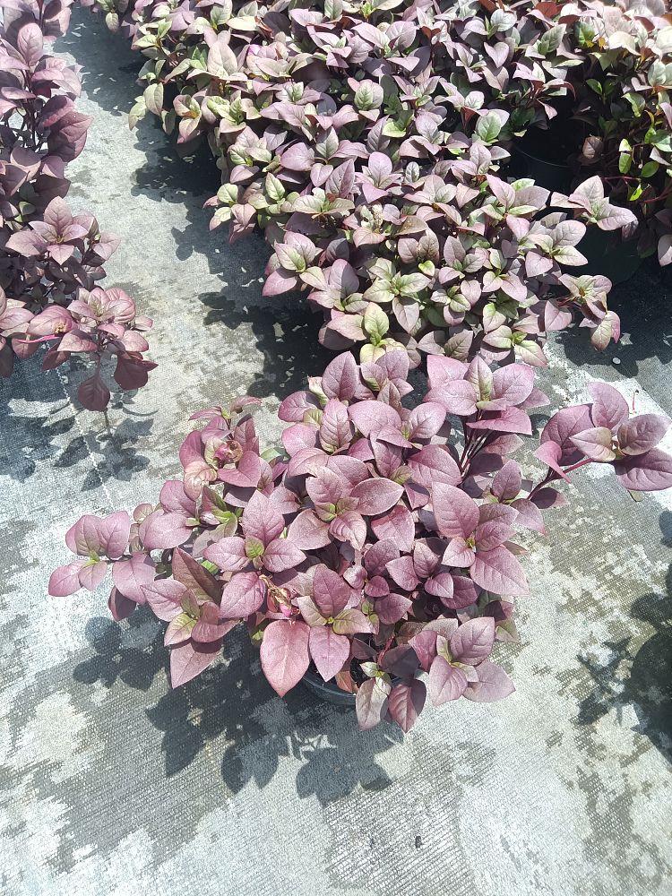 alternanthera-joseph-s-coat-joyweed