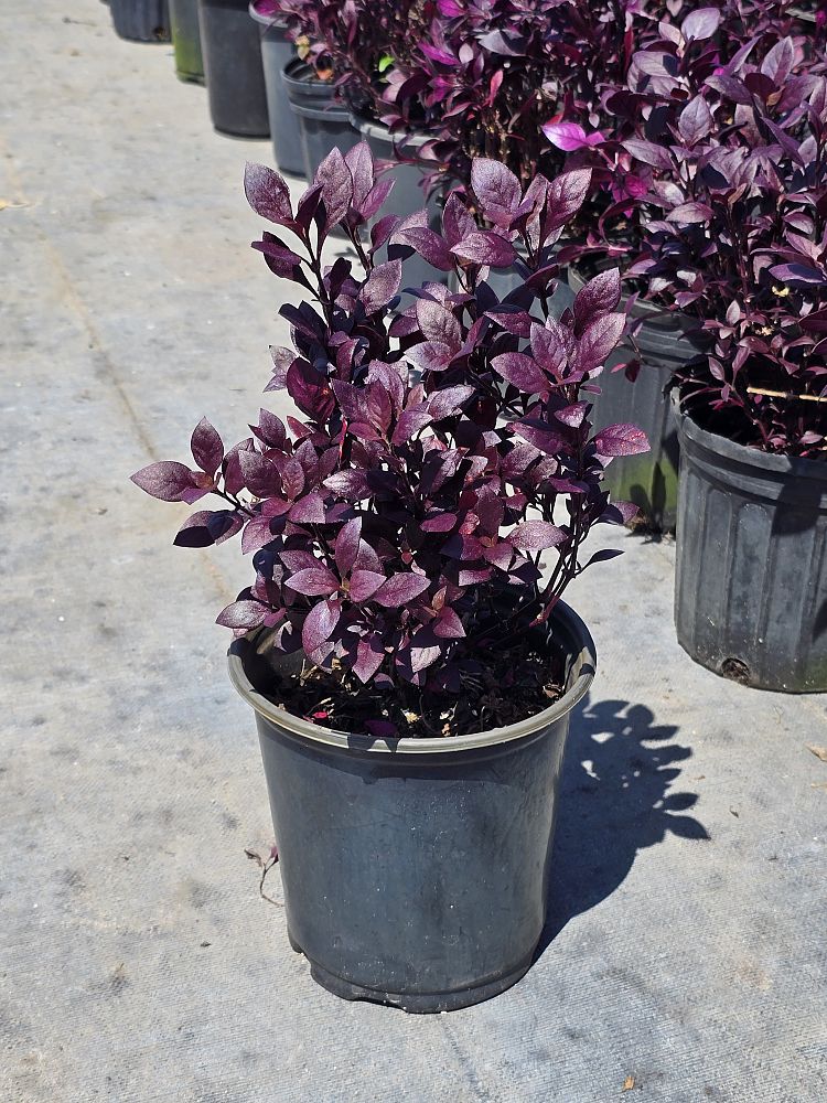alternanthera-joseph-s-coat-joyweed