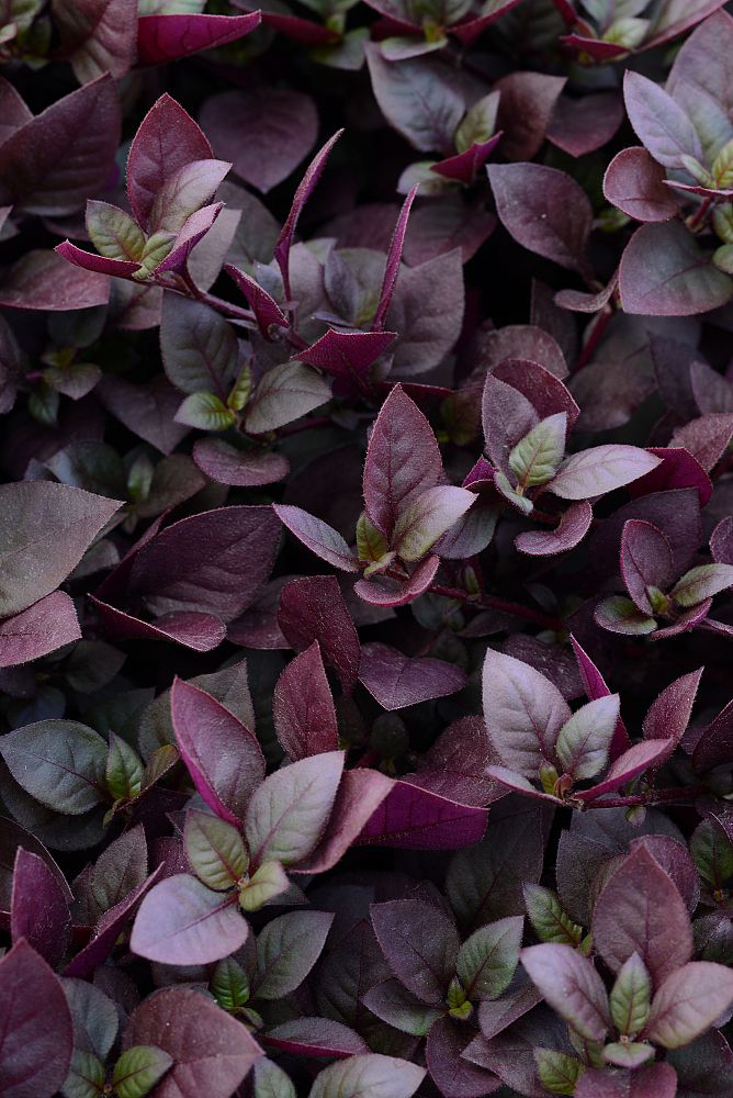 alternanthera-joseph-s-coat-joyweed