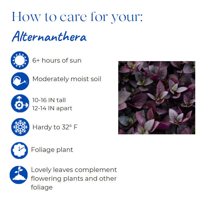 alternanthera-joseph-s-coat-joyweed