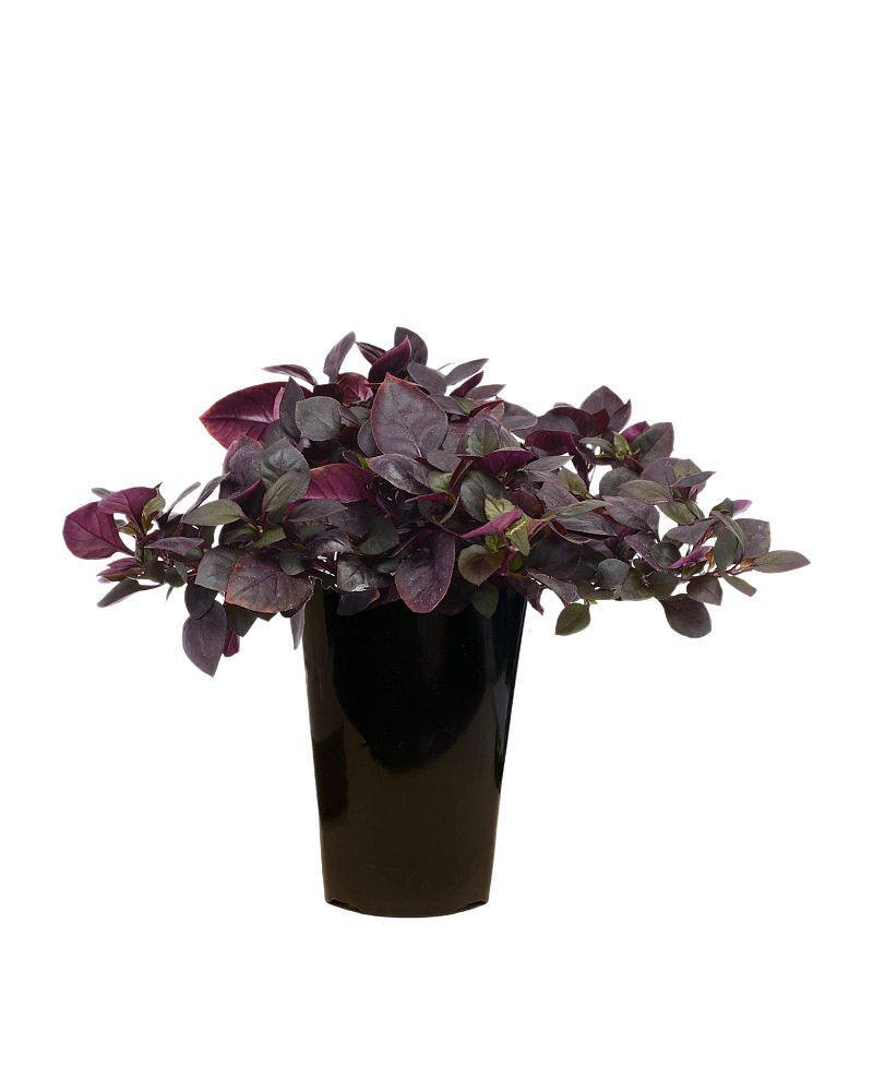 alternanthera-joseph-s-coat-joyweed