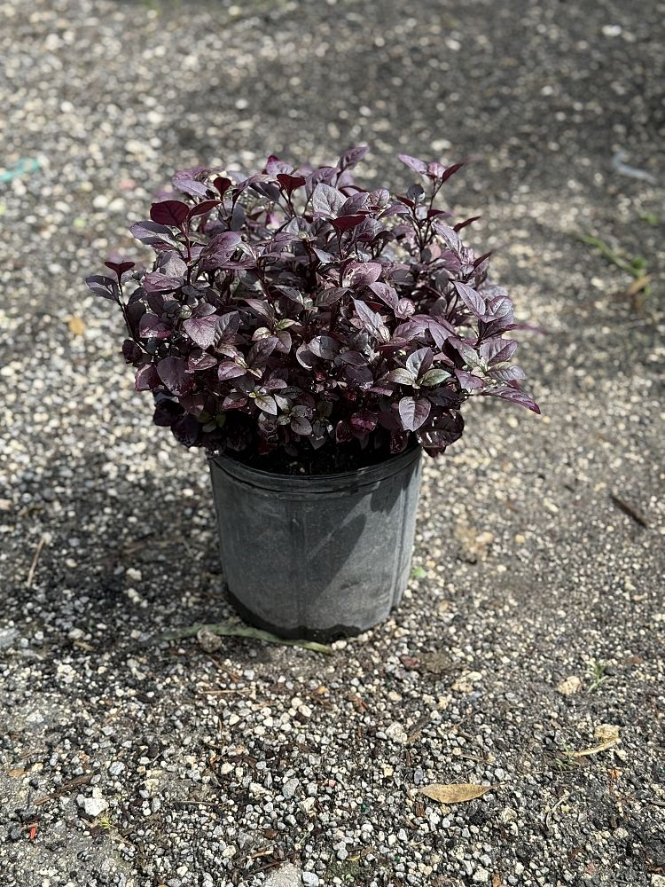 alternanthera-joseph-s-coat-joyweed