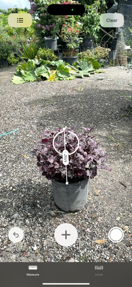 alternanthera-joseph-s-coat-joyweed