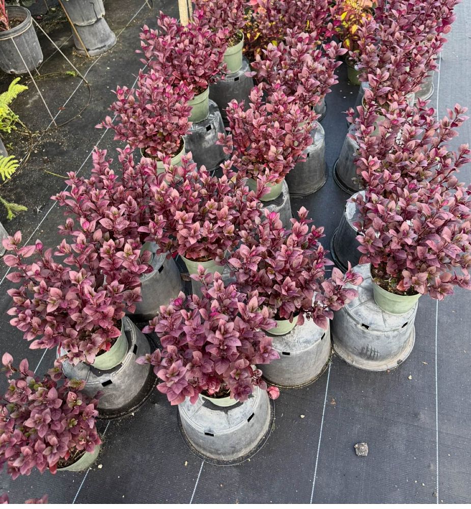 alternanthera-joseph-s-coat-joyweed