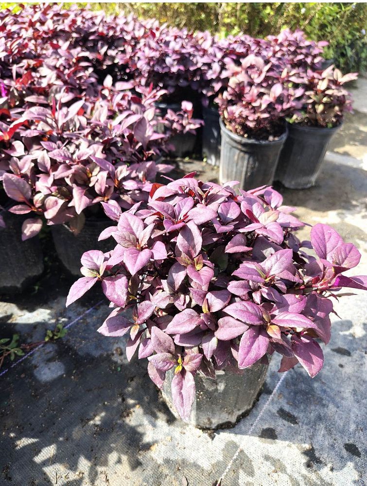 alternanthera-joseph-s-coat-joyweed