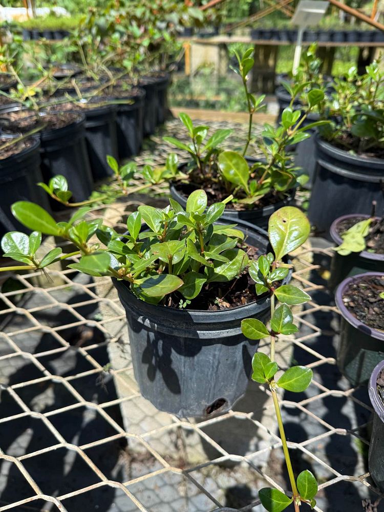 alternanthera-maritima-seaside-joyweed