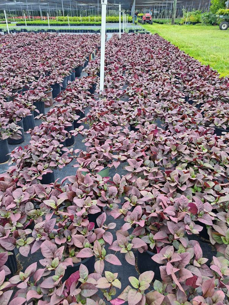alternanthera-plum-dandy