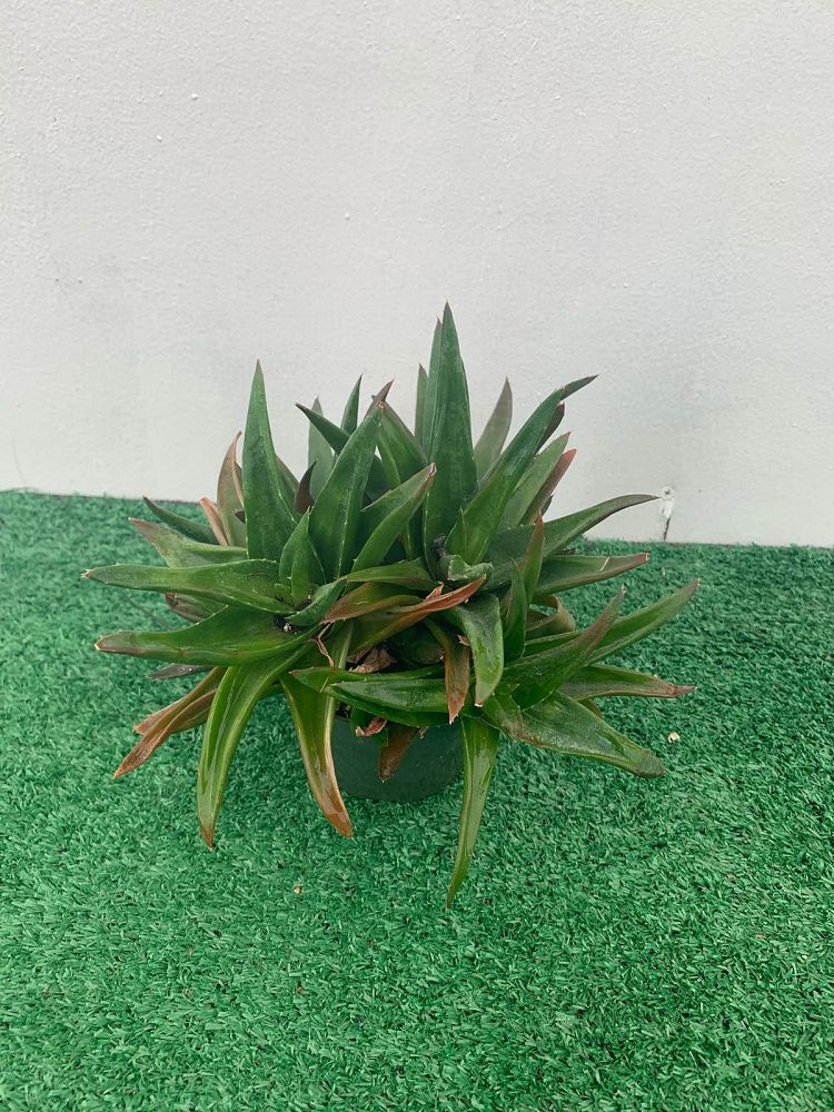 alworthia-black-gem-hybrid-aloe