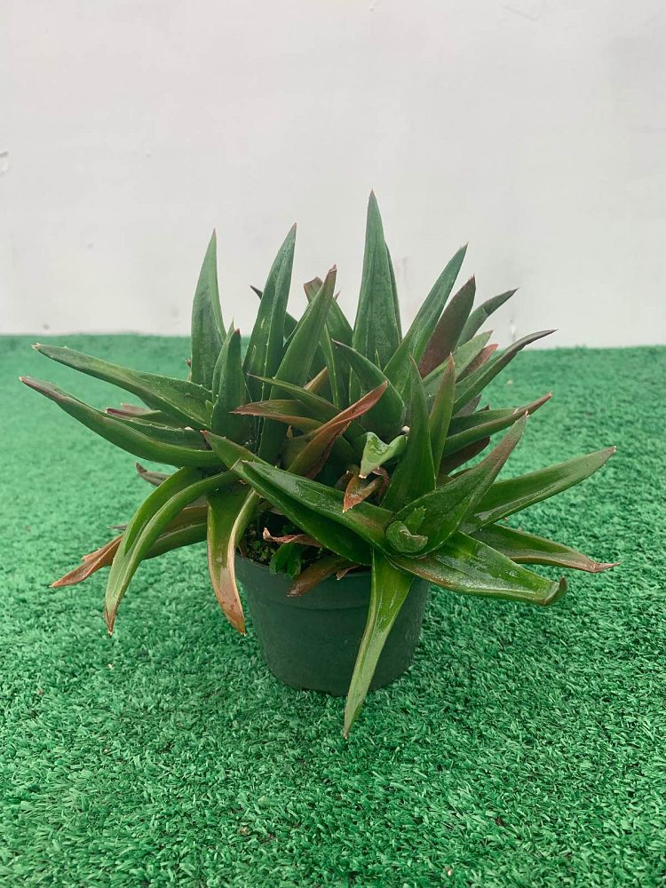 alworthia-black-gem-hybrid-aloe