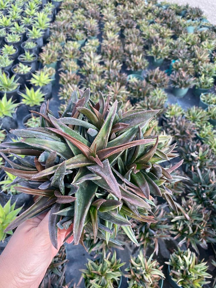alworthia-black-gem-hybrid-aloe