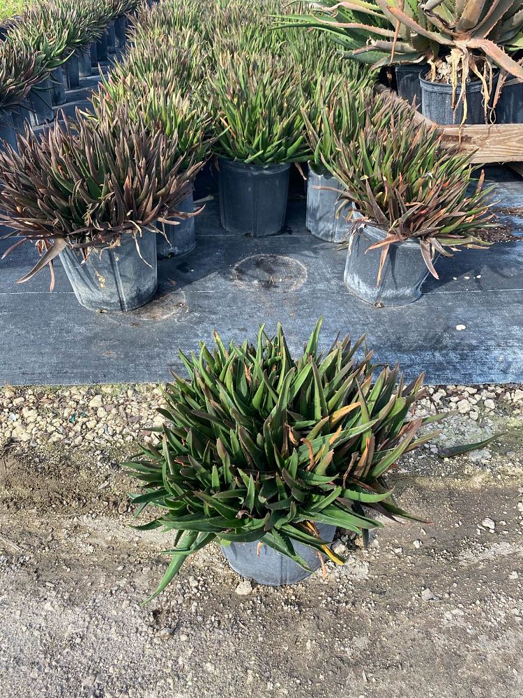 alworthia-black-gem-hybrid-aloe