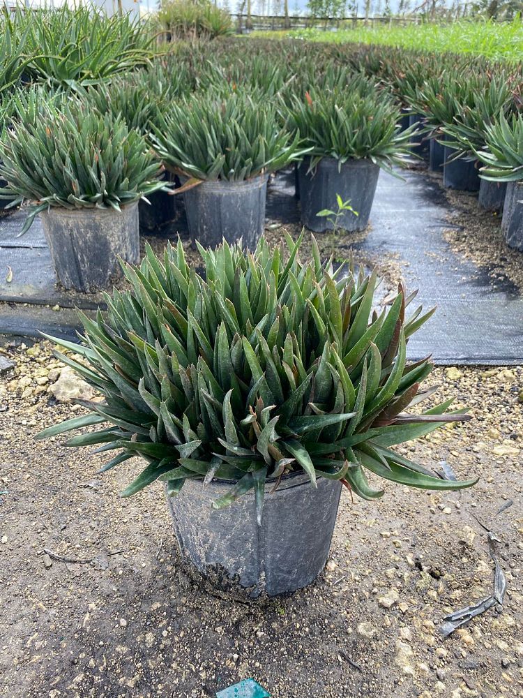 alworthia-black-gem-hybrid-aloe