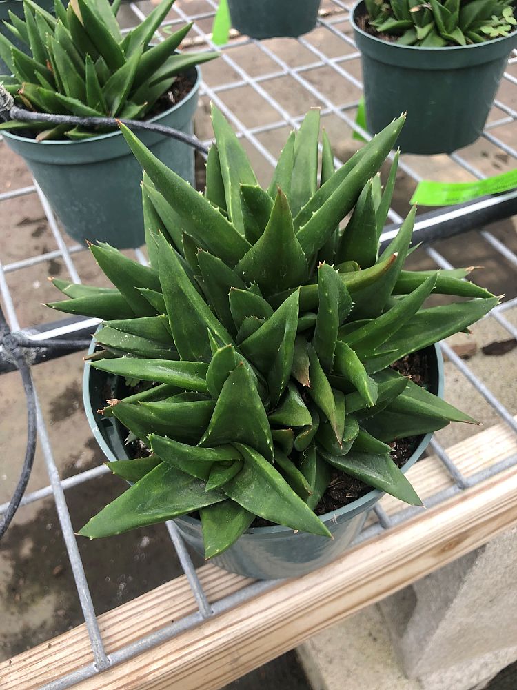 alworthia-black-gem-hybrid-aloe