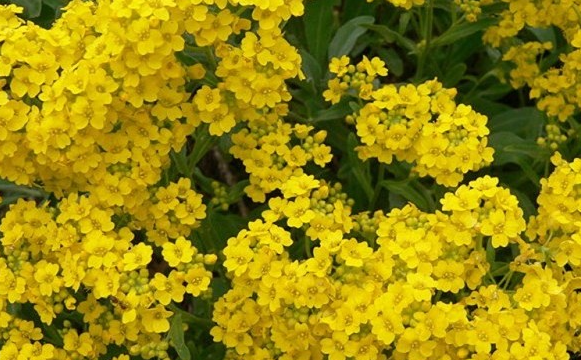 alyssum-wulfenianum-golden-spring
