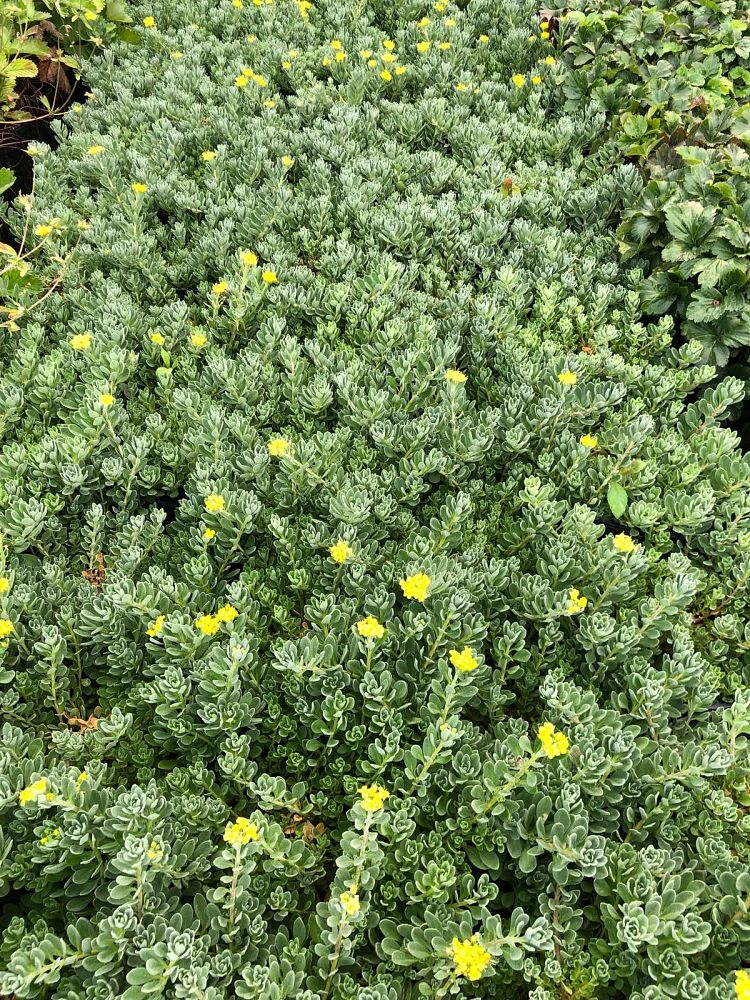 alyssum-wulfenianum-golden-spring