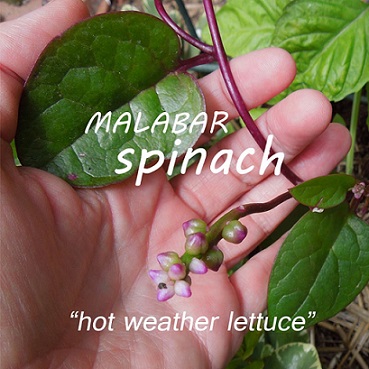amaranthus-spinosus-calaloo-calalu-edlebur-needle-burr-thorny-pigweed-spiny-amaranth