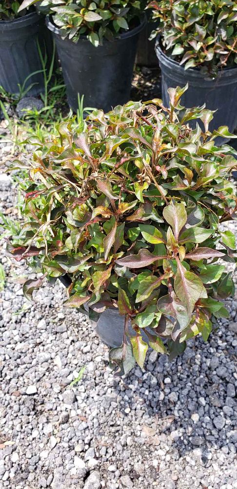 amaranthus-tricolor-joseph-s-coat-joseph-s-coat