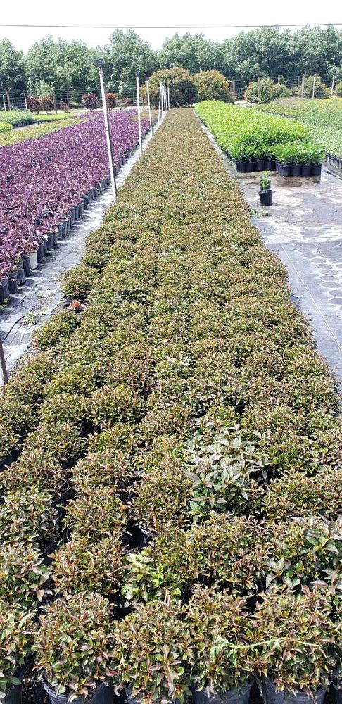 amaranthus-tricolor-joseph-s-coat-joseph-s-coat