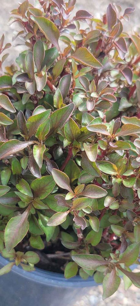 amaranthus-tricolor-joseph-s-coat-joseph-s-coat