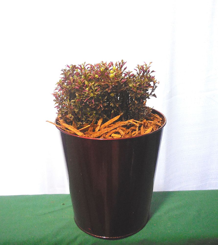amaranthus-tricolor