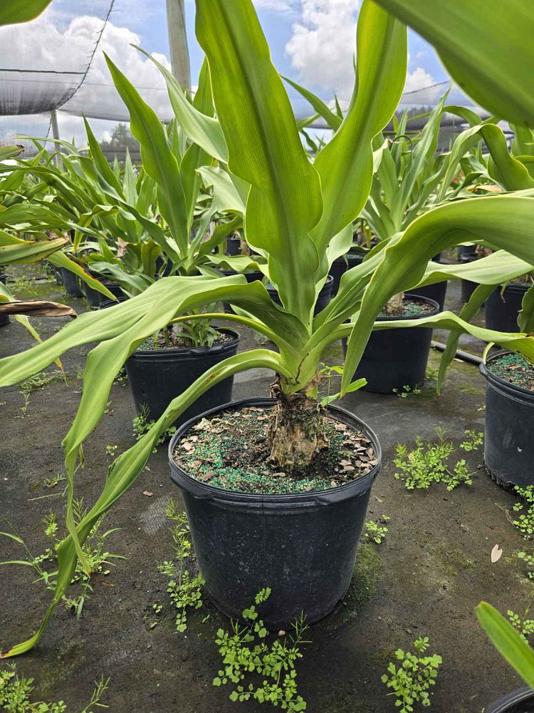 amarcrinum-memoria-corsii-crinodonna-lily