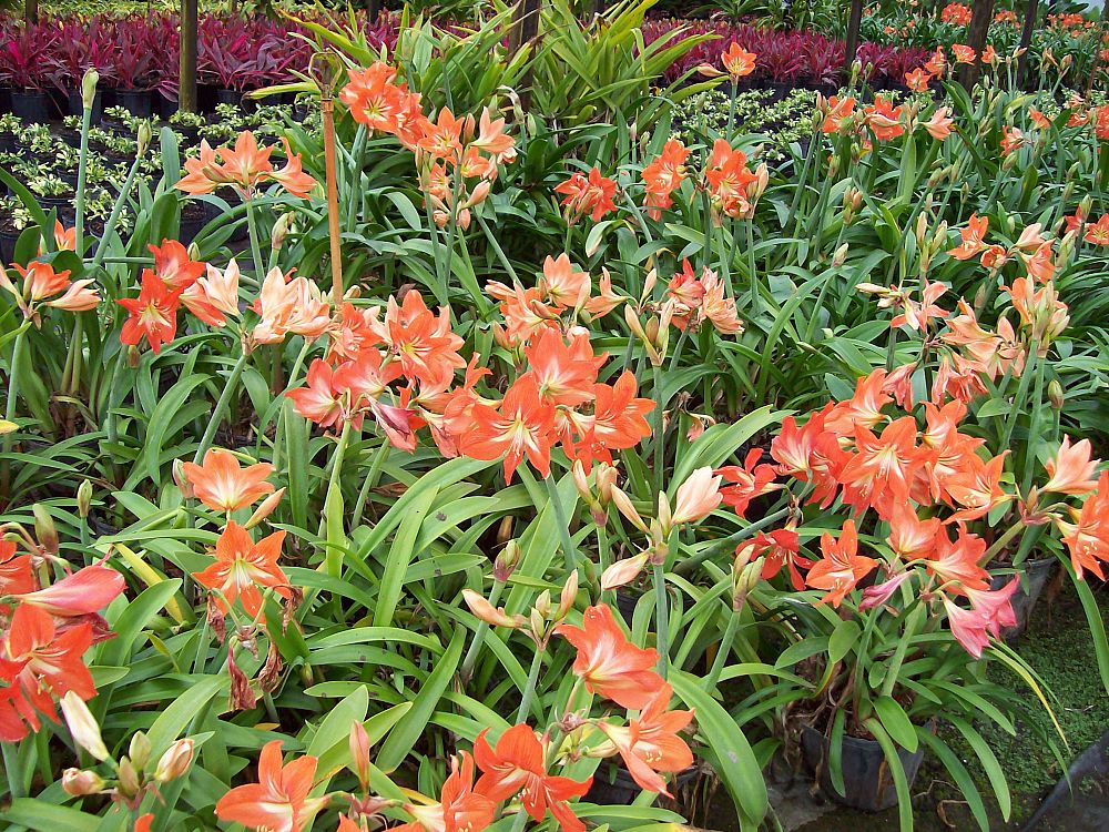 amaryllis