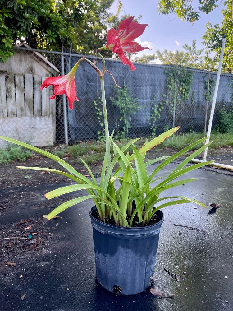amaryllis