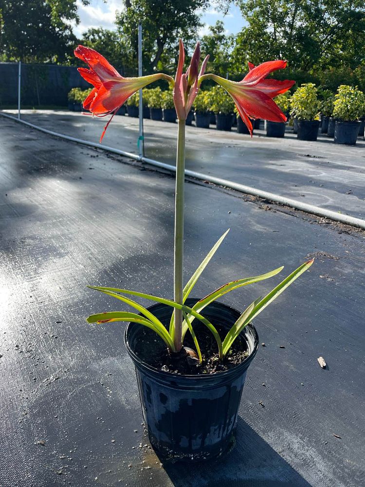 amaryllis