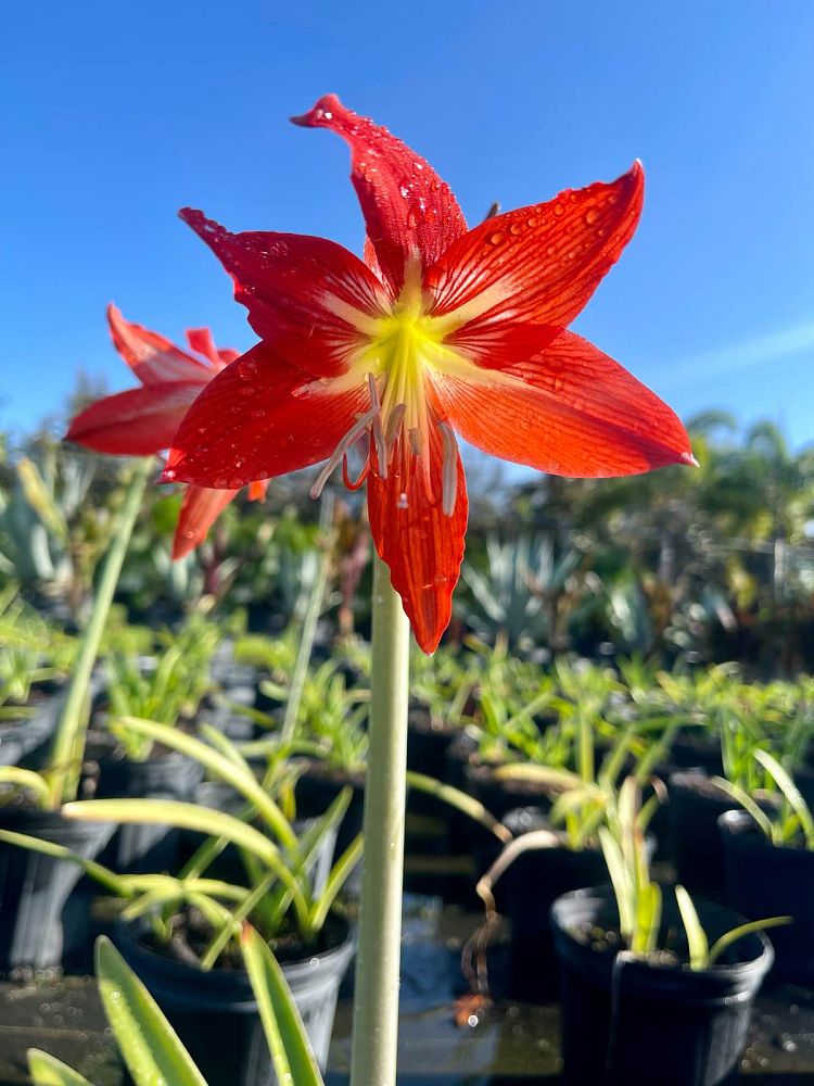 amaryllis