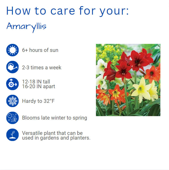 amaryllis