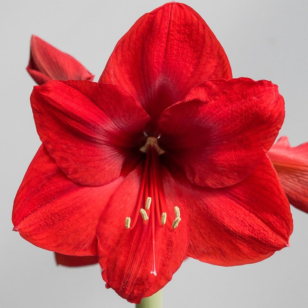 amaryllis