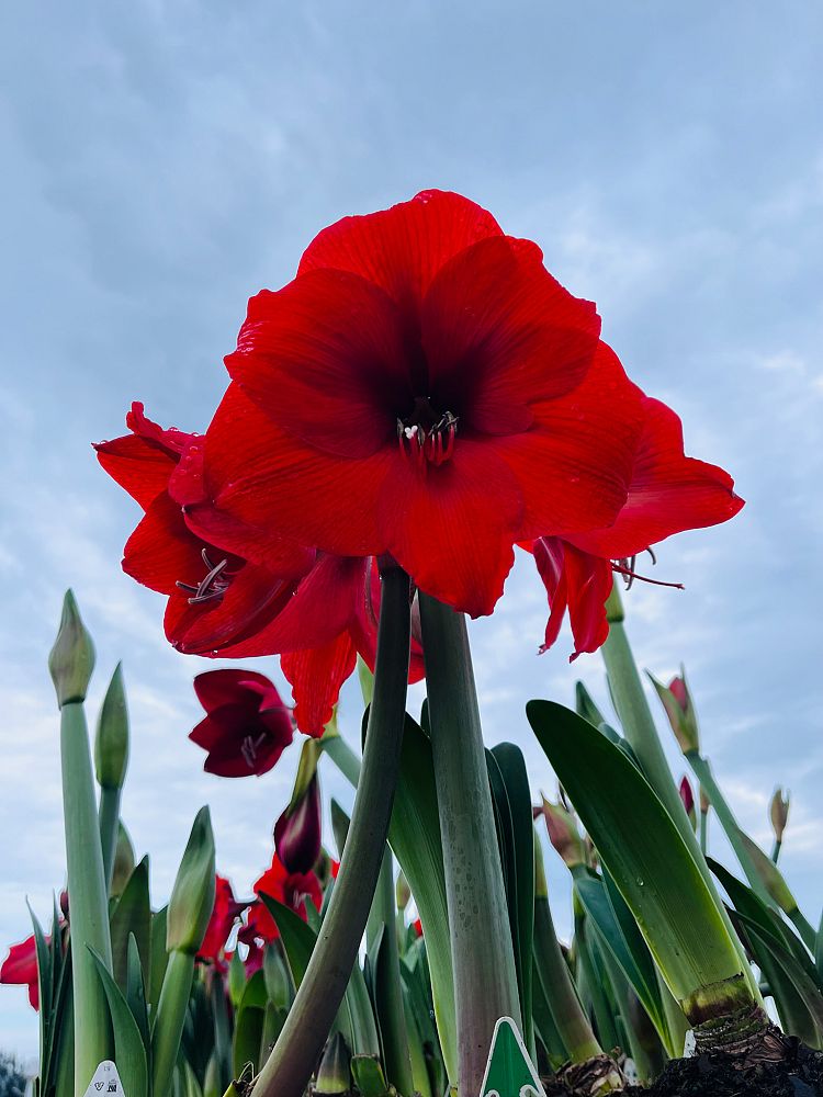amaryllis