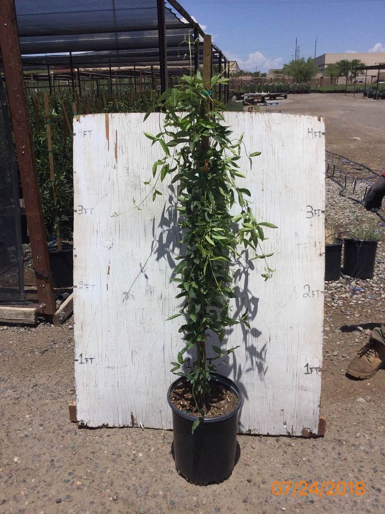 Arizona WholeSale Growers