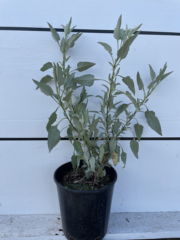 ambrosia-deltoidea-triangleleaf-bursage