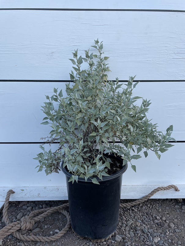 ambrosia-deltoidea-triangleleaf-bursage