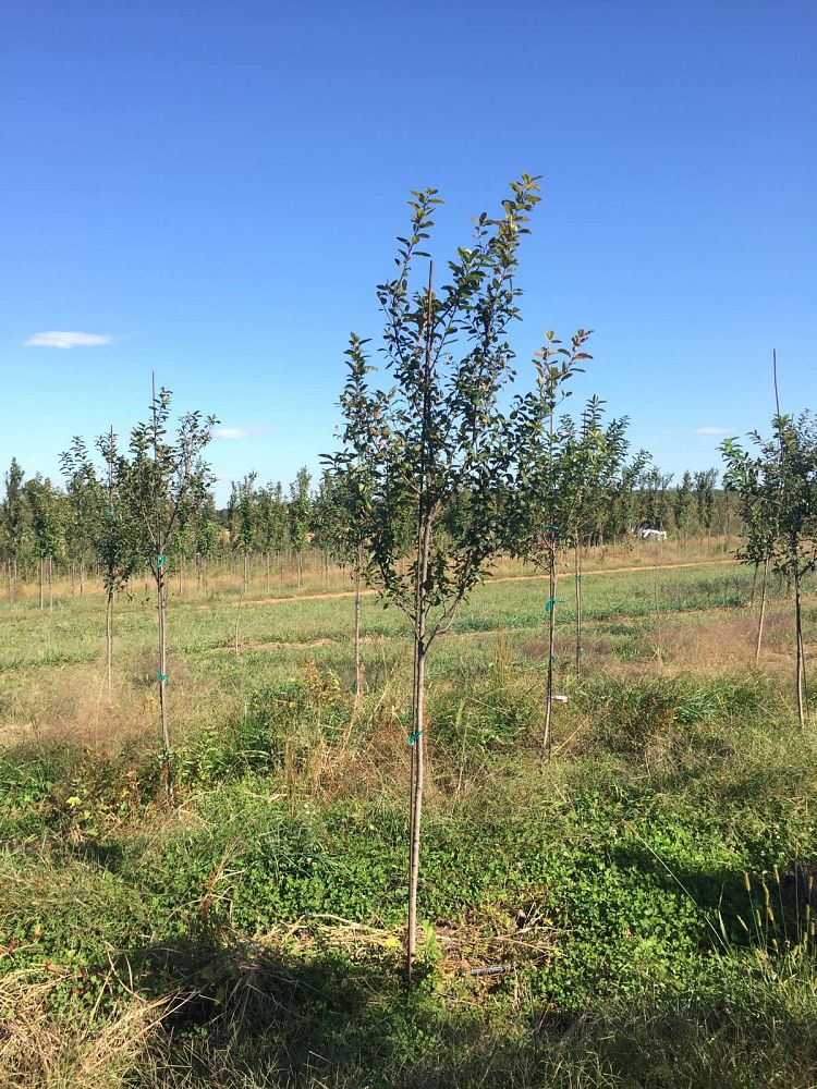 amelanchier-canadensis-rainbow-pillar-shadblow-serviceberry