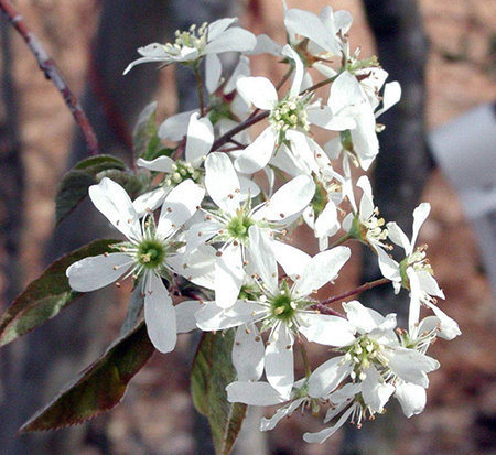 amelanchier-canadensis-rainbow-pillar-shadblow-serviceberry