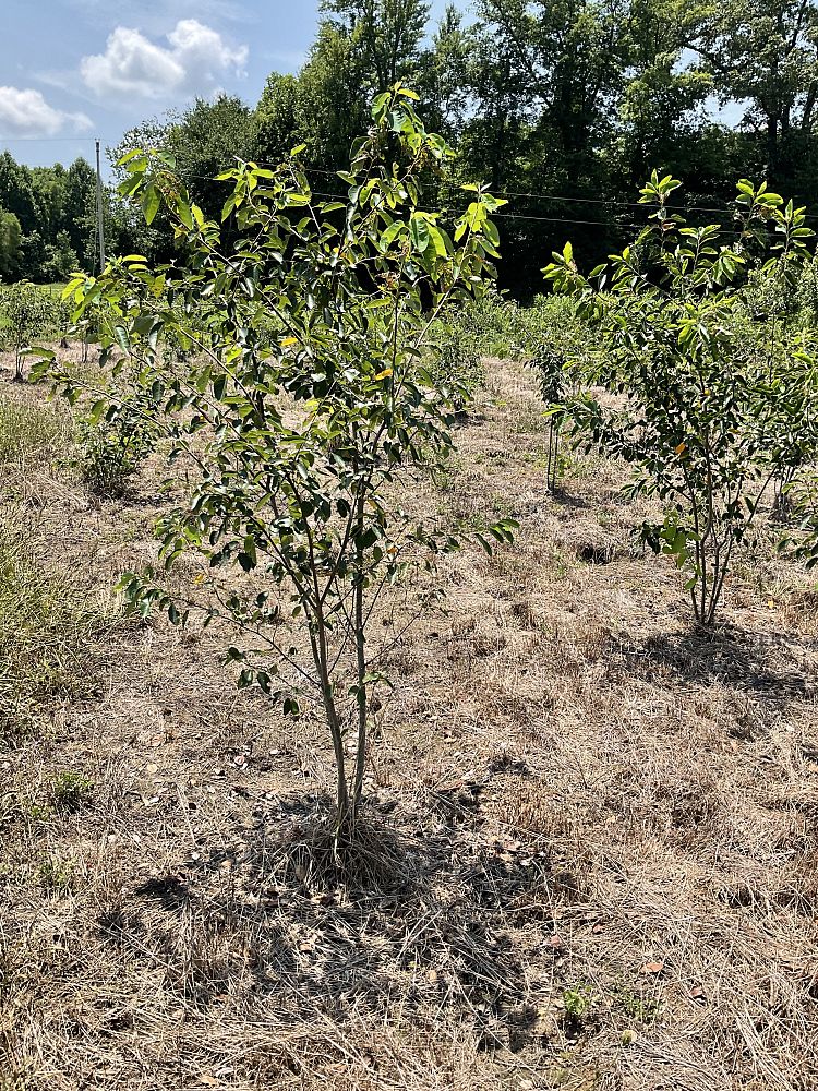 amelanchier-canadensis-shadblow-serviceberry